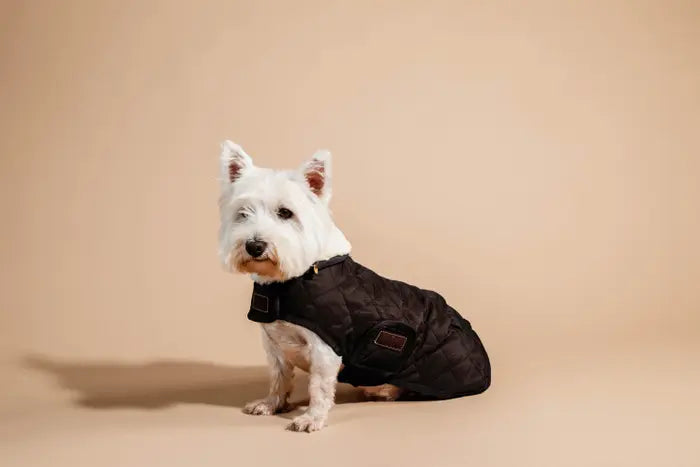 Kentucky Horsewear Dog Coat Original