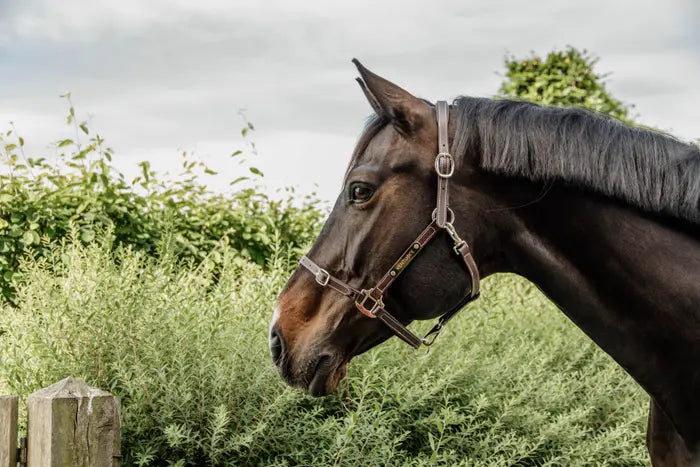 Kentucky Horsewear Leather Halter Flexible